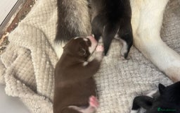 Siberian Husky dogs for sale: full-breed Siberian Husky Puppies  - Image 4