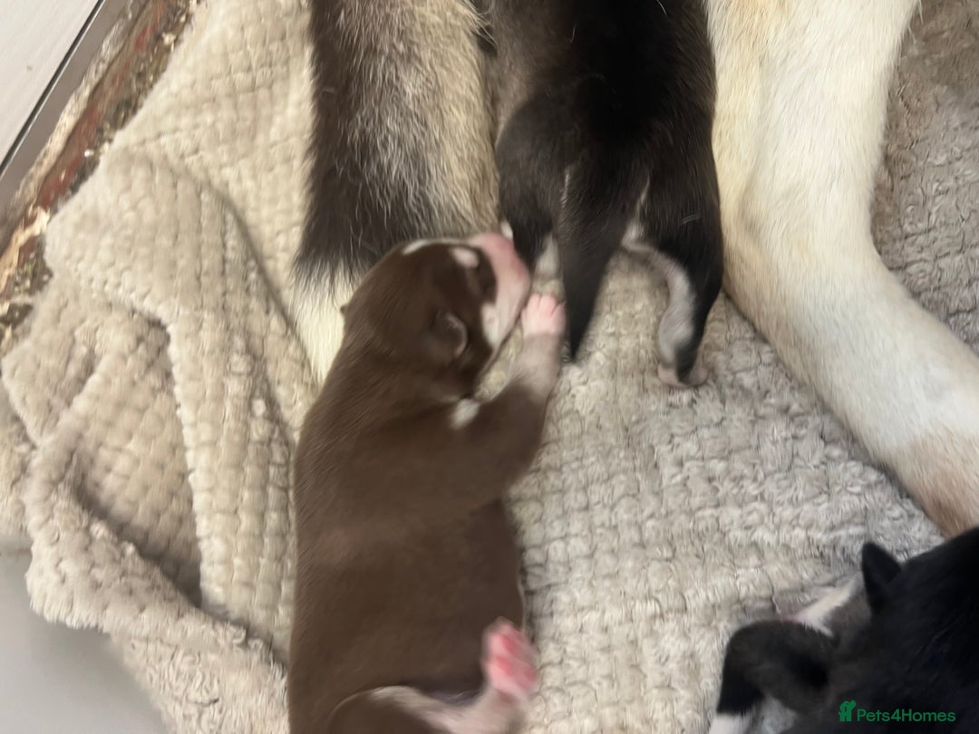 Siberian Husky dogs for sale: full-breed Siberian Husky Puppies  - Image 4