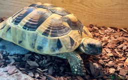 Hermann Tortoise reptiles for sale: Dobby - Male Hermann's tortoise - Image 4