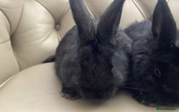 Flemish rabbits for sale: FLEMISH GIANT,CROSS - Advert 3