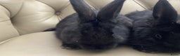 Flemish rabbits for sale: FLEMISH GIANT,CROSS - Advert 3