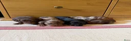 Miniature Dachshund dogs for sale: KC miniature long haired dachshund puppies  - Advert 8