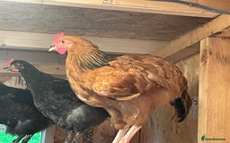 Chickens poultry for sale: rooster 14 10 weeks chicken male cocks Preston - Image 2