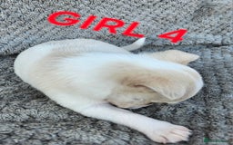 Pomchi dogs for sale: Beautiful merle pomchi puppies  - Image 16