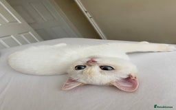British Shorthair cats for sale: British shorthair golden point - Image 7