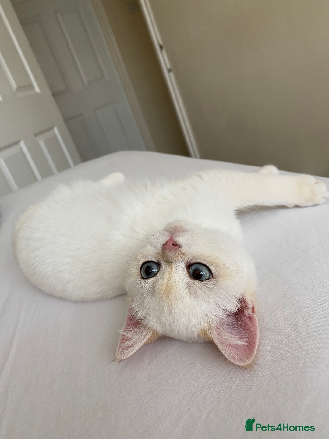 British Shorthair cats for sale: British shorthair golden point - Image 7