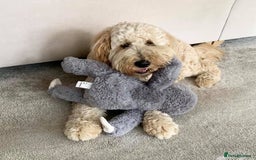 Goldendoodle dogs for sale: Multigenerational Puppies Waiting List - Advert 6