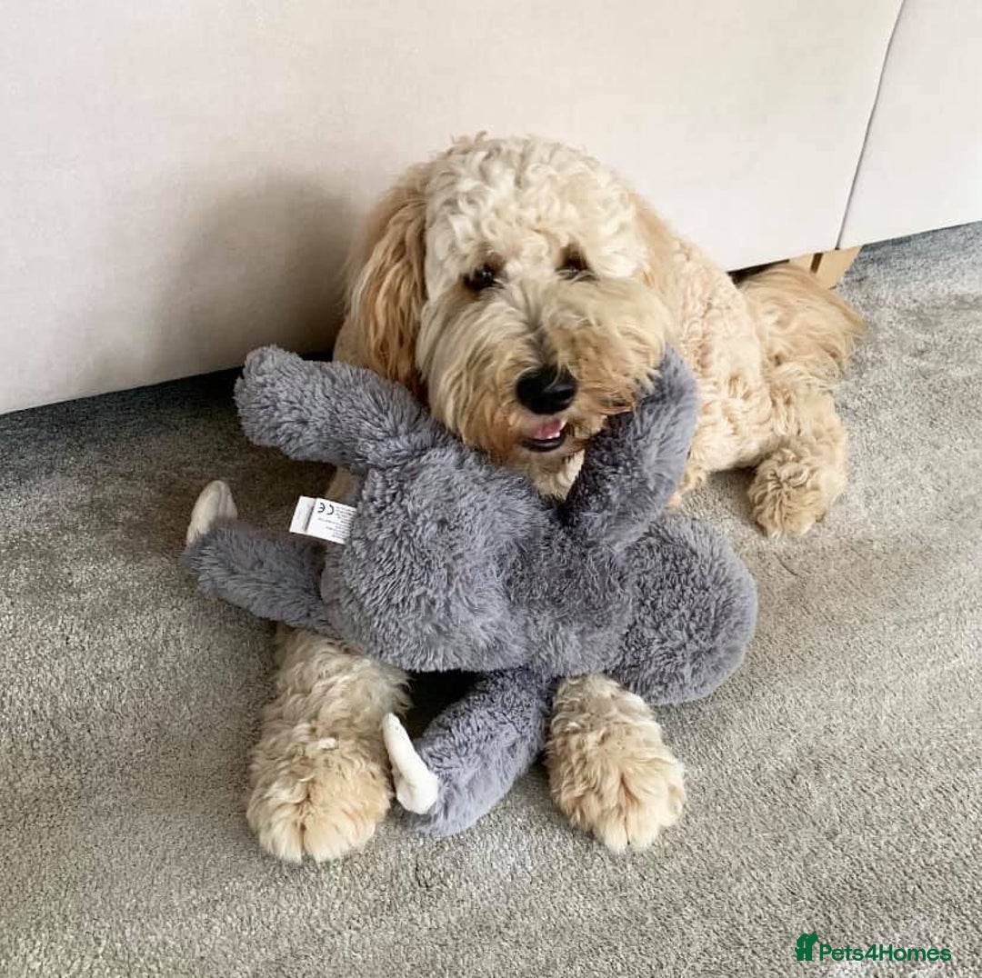 Goldendoodle dogs for sale: Multigenerational Puppies Waiting List - Advert 6