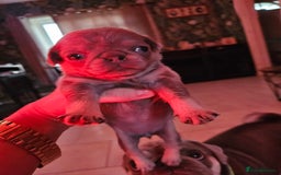 Pug dogs for sale: Lilac and tan - Advert 8