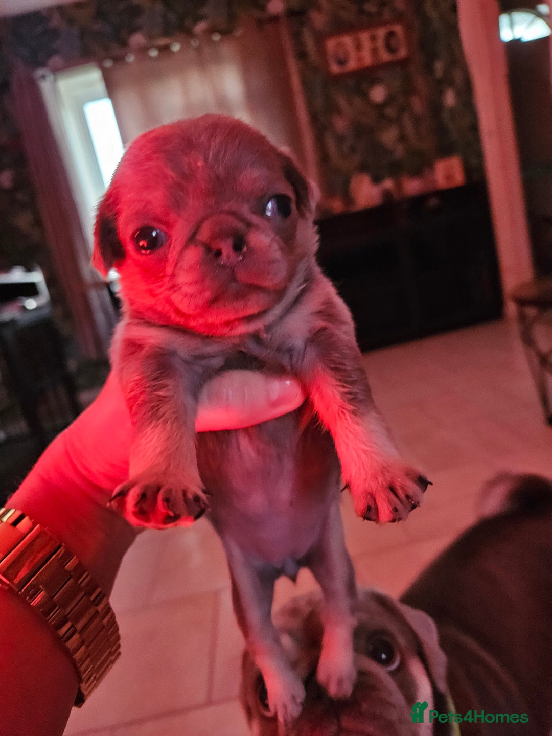 Pug dogs for sale: Lilac and tan - Advert 8