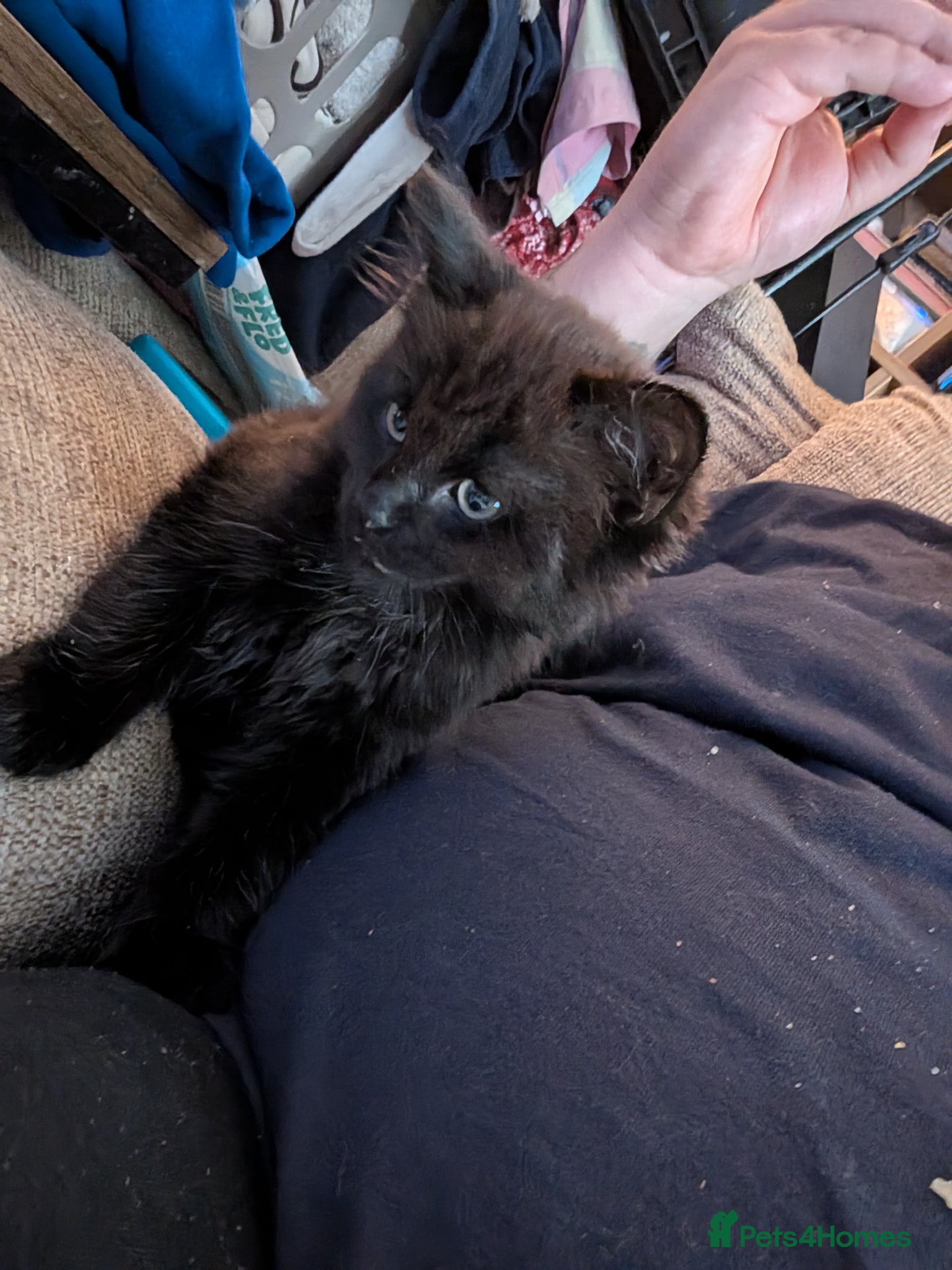 Mixed Breed cats for sale: 3 beautiful kittens ready for their forever home - Advert 7