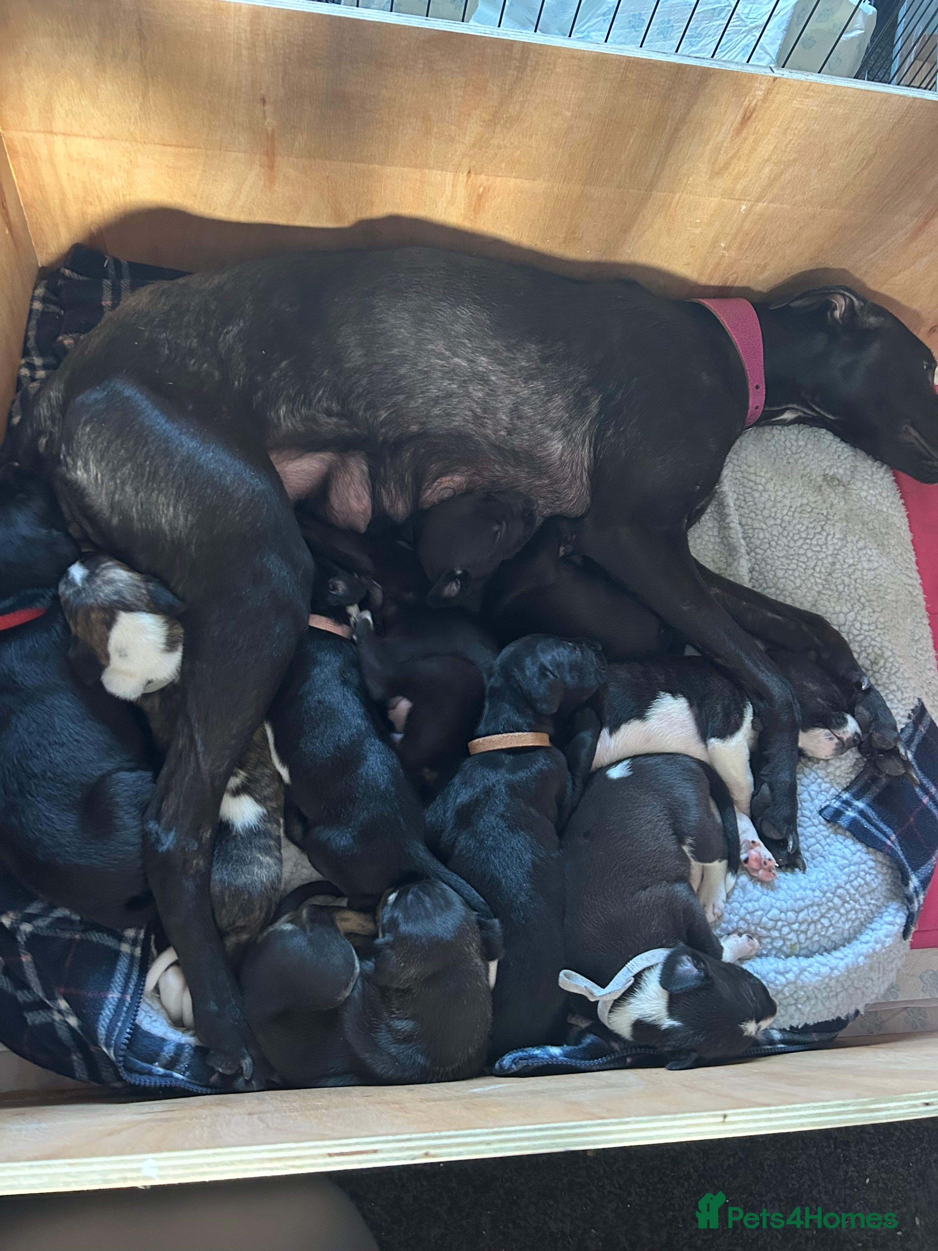 Lurcher dogs Lurcher pups  - Advert 3