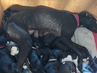 Lurcher dogs Lurcher pups - Advert 1