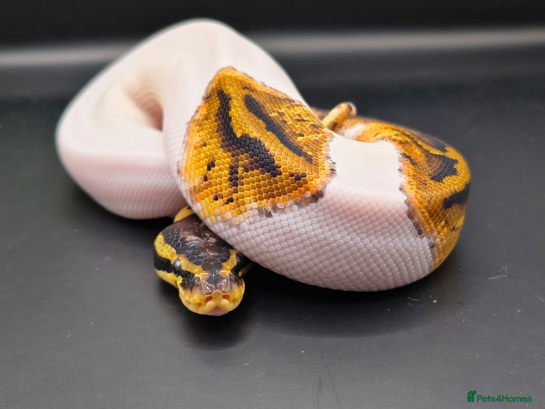 Python Snake reptiles for sale: Pastel Piebald 50% het Clown - Image 2