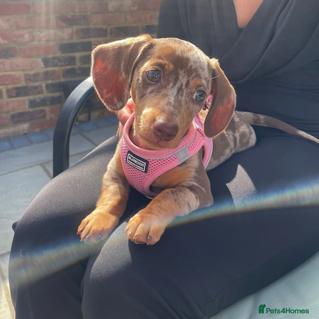 Miniature Dachshund dogs for sale: Willow beautiful little miniature dachshund girl - Advert 5