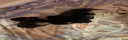 Mixed Breed cats for sale: Litter of 7 kittens  - Advert 7
