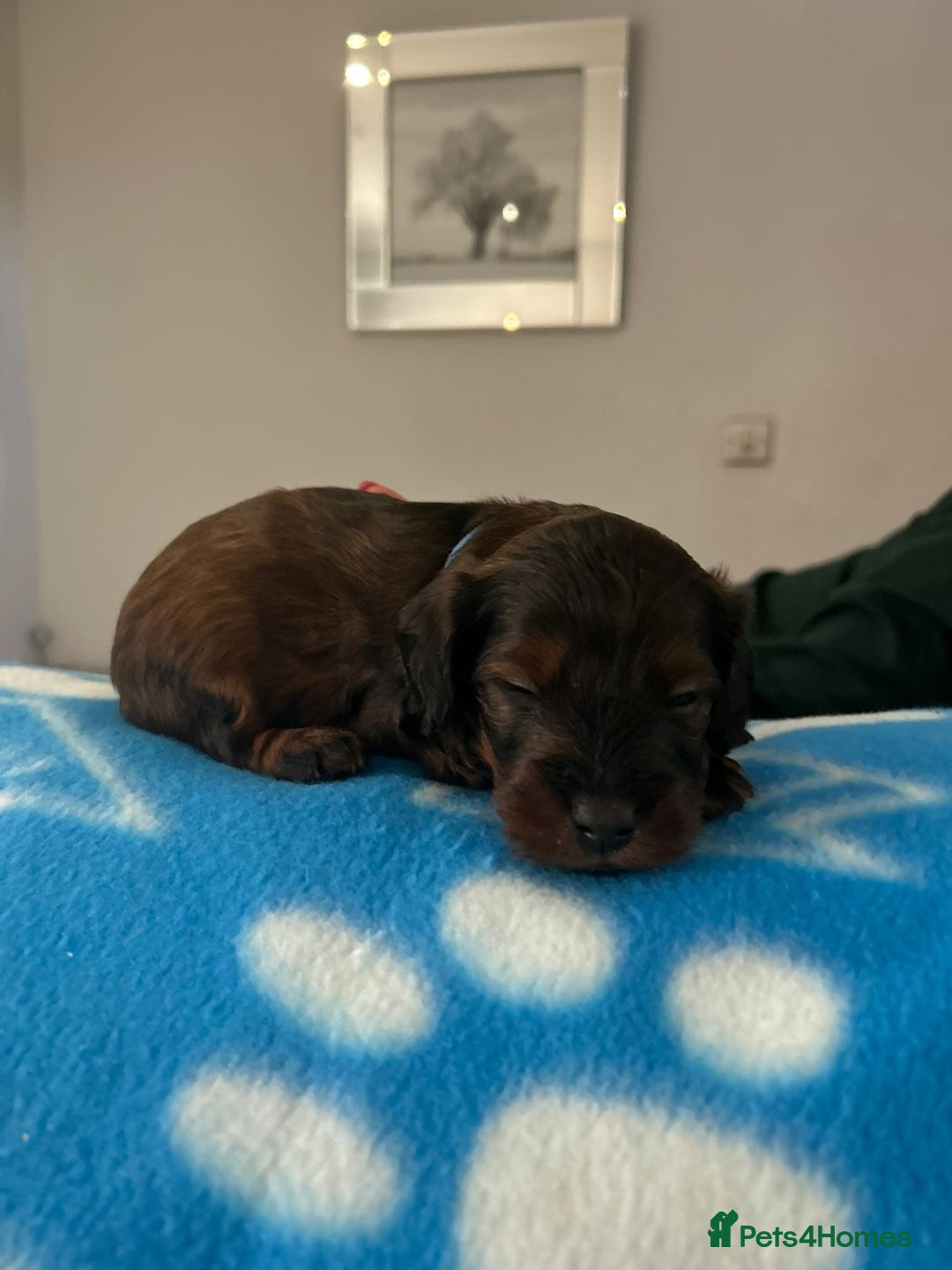 Mixed Breed dogs for sale: Doxiepoo pups - Advert 7