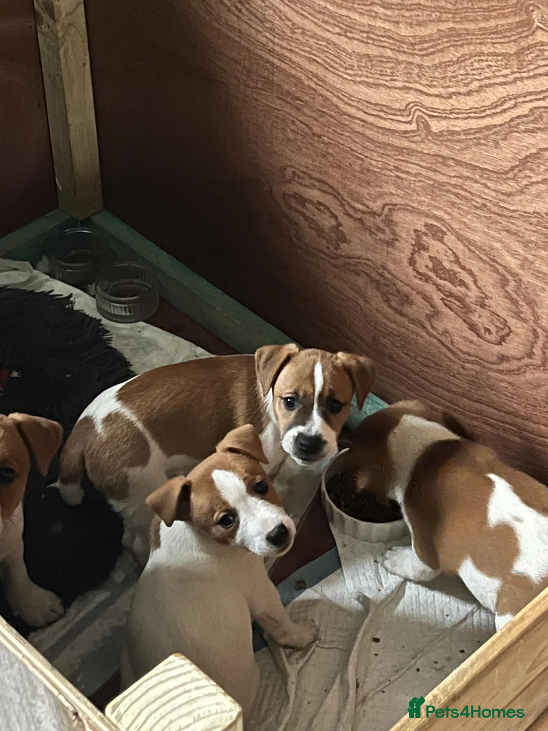 Jack Russell dogs for stud: Jack Russell Terrier proven stud dog  in Kettering - Advert 23