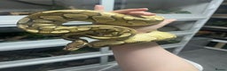 Mixed Breed reptiles for sale: Loads of snakes for rehome!  - Advert 2