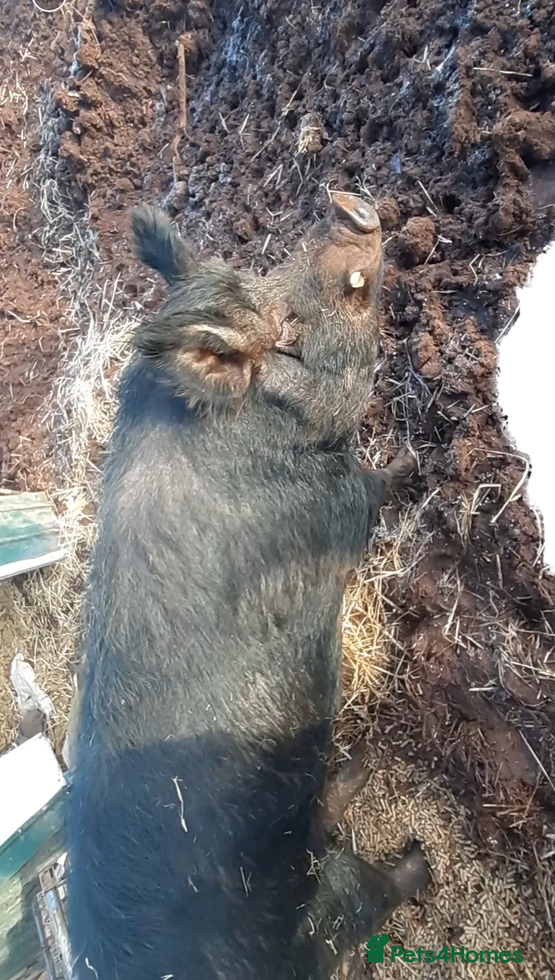 Pig livestock for sale: Bambalina, large black pig - Advert 3