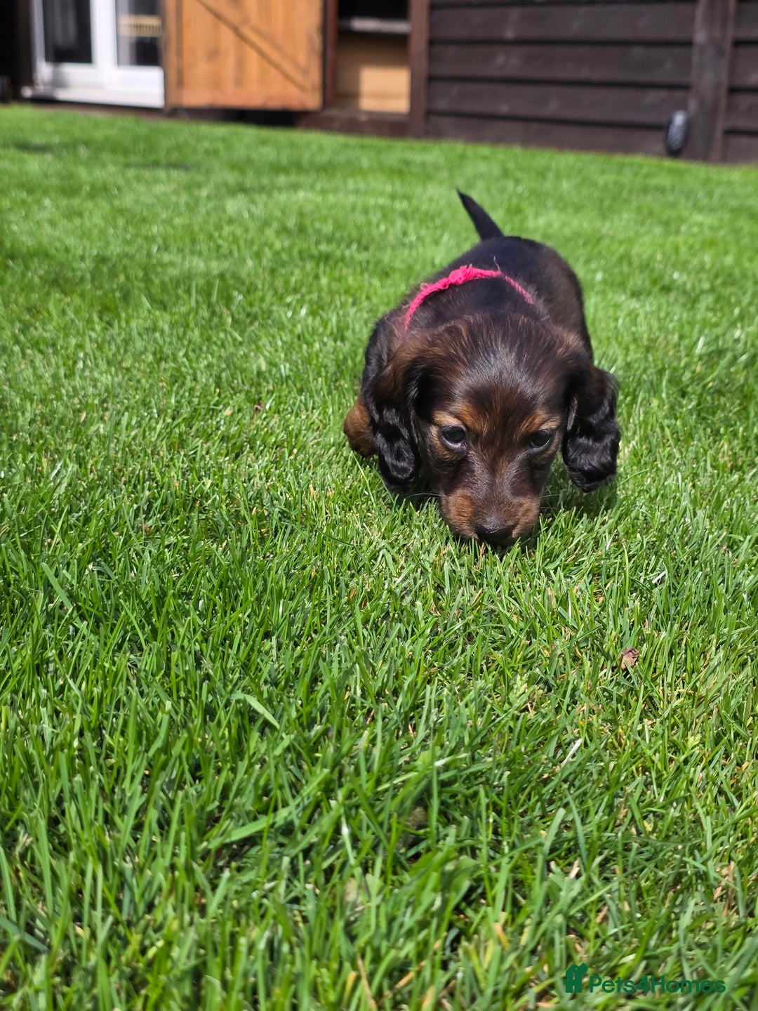 Dachshund dogs for sale: Red long-haired standard dachshund puppies - Image 25