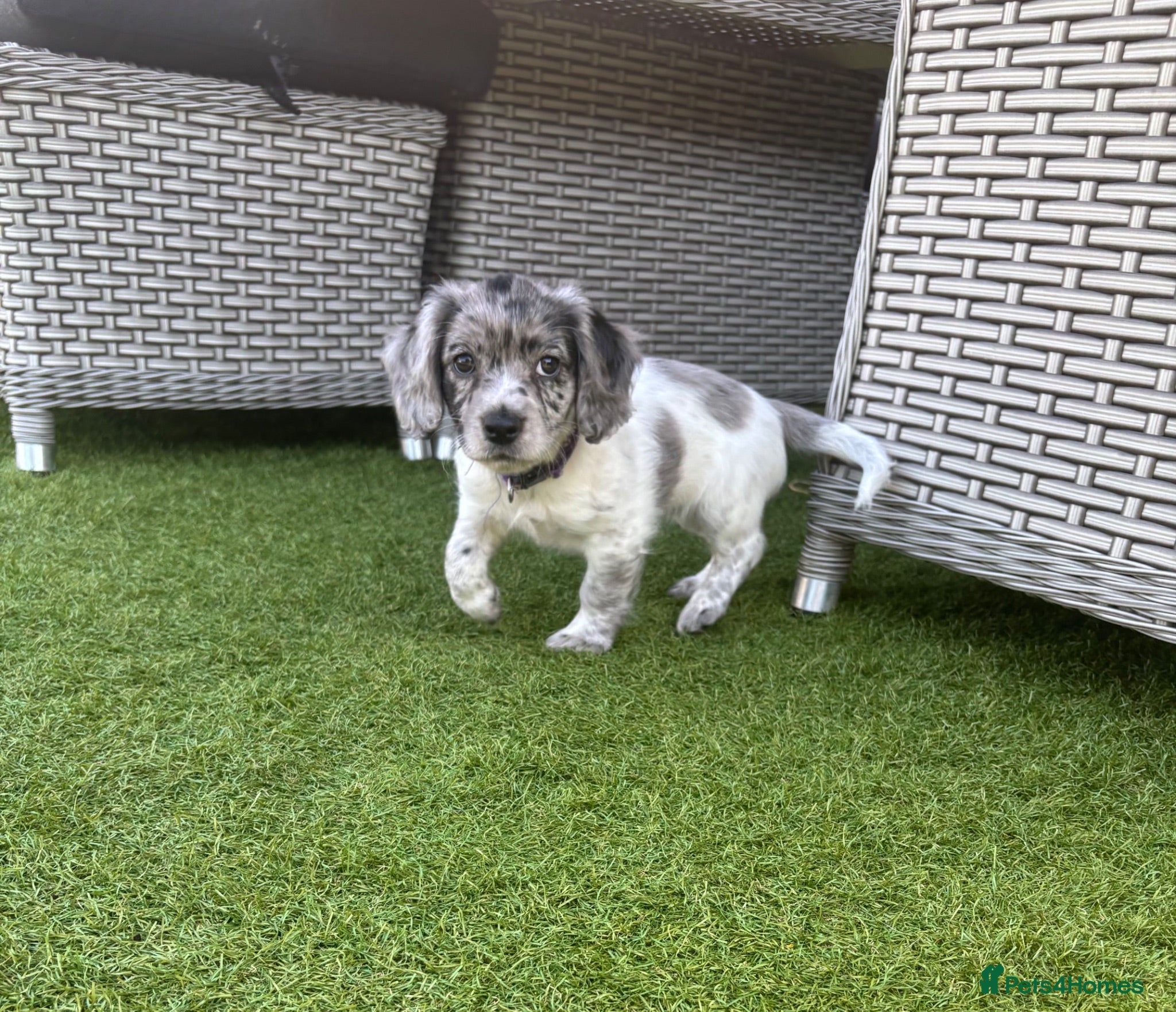 Mixed Breed dogs ❤️ 1 beautiful little girl left ❤️  - Advert 2