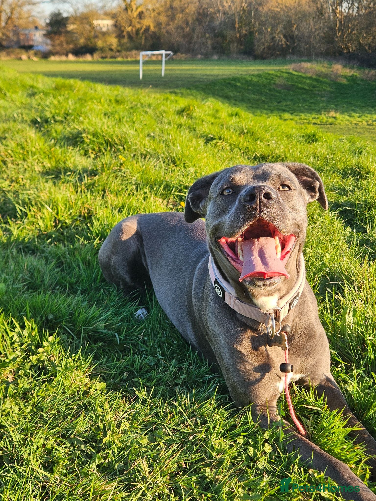 Mixed Breed dogs 3 year old Cane Corso mix  - Advert 2