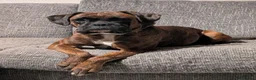 Boxer dogs for sale: Dotty in High Wycombe - Advert 7