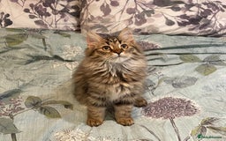 Siberian cats for sale: 4 1/2 year old Retired Queen - Image 3