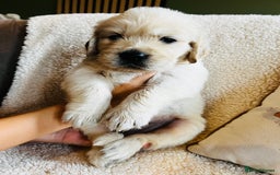 Golden Retriever dogs for sale: 8 Outstanding Chunky Cream Golden Puppies  - Image 20