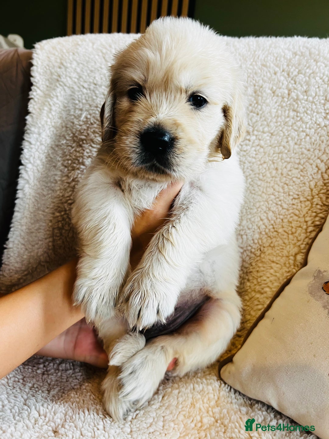 Golden Retriever dogs for sale: 8 Outstanding Chunky Cream Golden Puppies  - Image 20