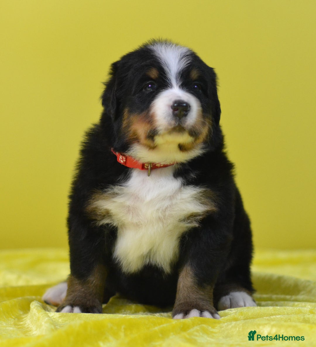 Bernese Mountain Dog dogs for sale: KC REGISTERED LITTER OF BERNESE MOUNTAIN DOG PUPS - Advert 16