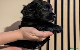Cocker Spaniel dogs for sale: 🐾KC Reg- Working Cocker Spaniel DNA Tested 🧬 - Image 28