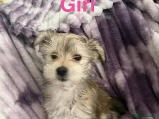 Morkie dogs Morkies - Advert 1