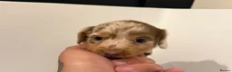 Miniature Dachshund dogs for sale: LONG HAIRED MINIATURE RUSSIAN DACHSHUNDS  - Advert 22
