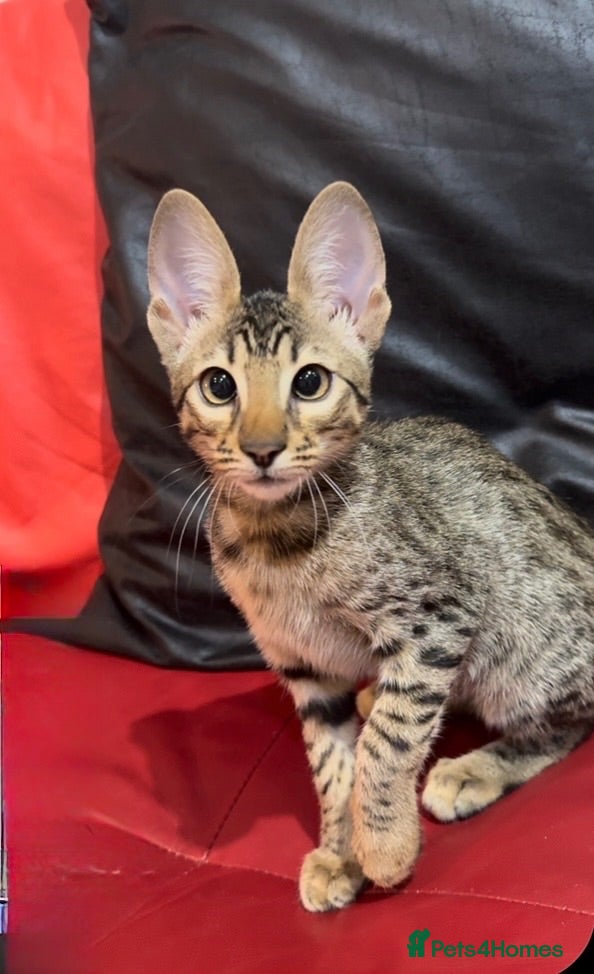 Savannah cats Exceptional Quality Tica Regist. Savannah kittens - Advert 1