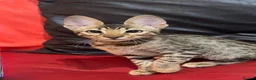 Savannah cats for sale: Pure Pedigree! Top Quality Tica Registr. Savannahs - Advert 8