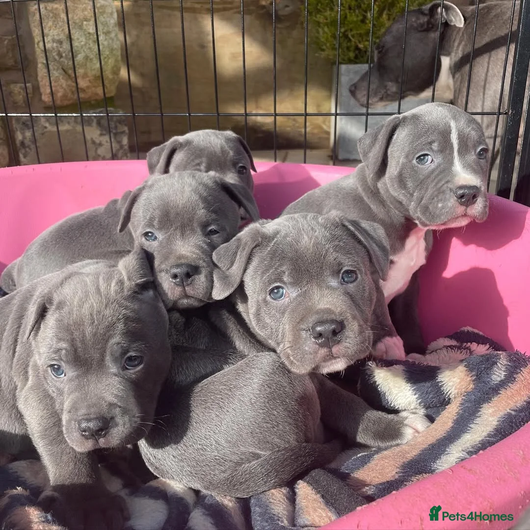 Staffordshire Bull Terrier dogs for sale: Beautiful Blue Staffordshire Bull Terrier Puppies in London - Advert 10