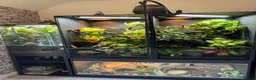 Gecko reptiles for sale: ❗️Crested Gecko & Setup❗️ in Cradley Heath - Advert 5