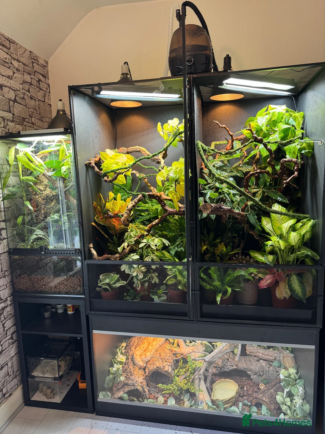 Gecko reptiles for sale: ❗️Crested Gecko & Setup❗️ in Cradley Heath - Advert 5