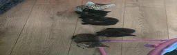 Mixed Breed cats for sale: Beautiful playful Black female kitten  - Advert 8