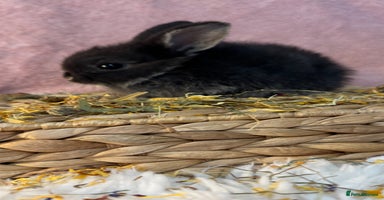 Mini Lop rabbits - Advert 3