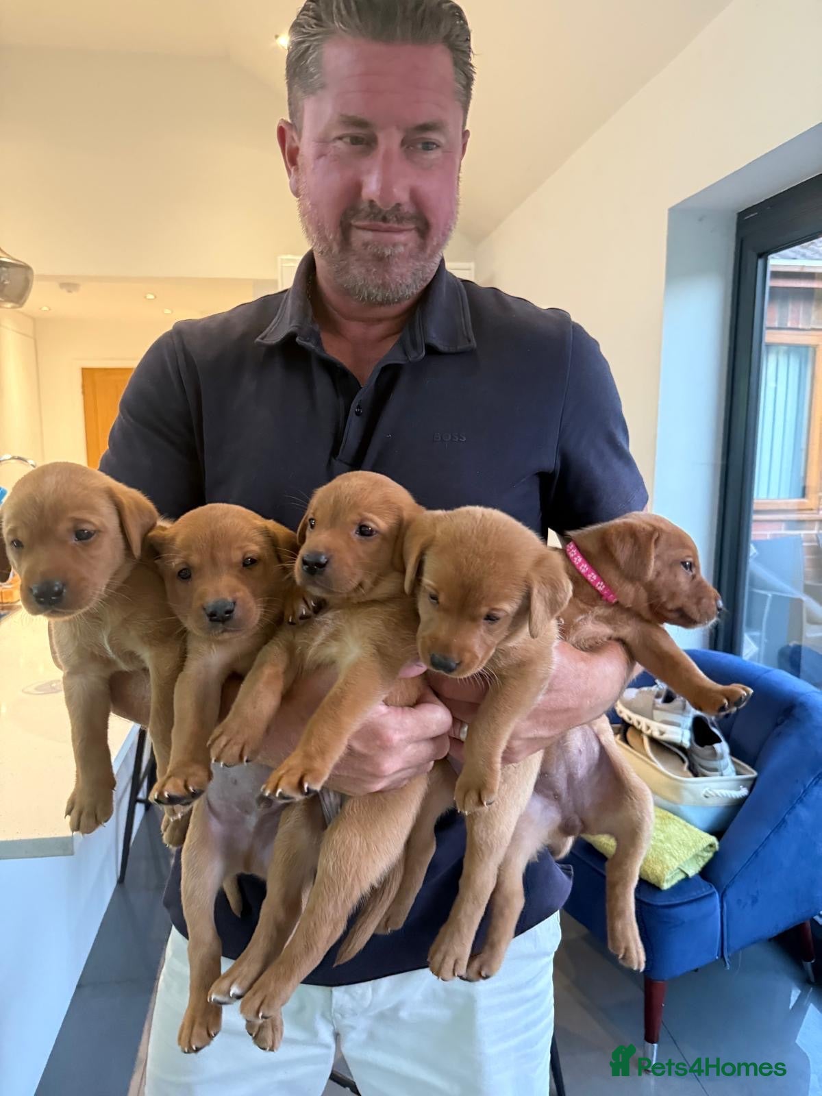 Labrador Retriever dogs  Fox red Labradors - Advert 1