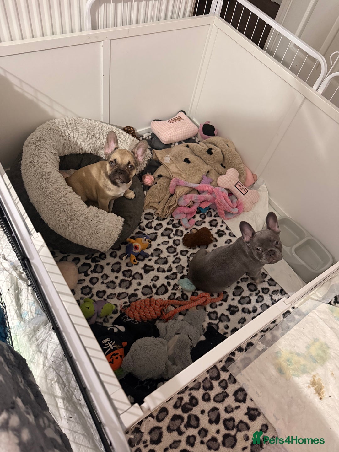 French Bulldog dogs for sale: 🐾Ready Now!! Adorable French Bulldog Puppies!  - Image 4