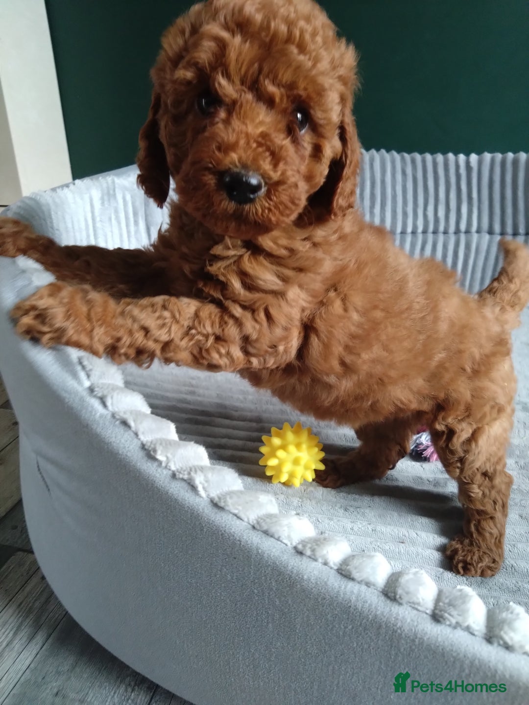 Cockapoo dogs for sale: F1B Cockapoos puppies - Image 9