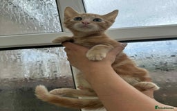 Maine Coon cats for sale: Maine coon cross kittens  - Image 17