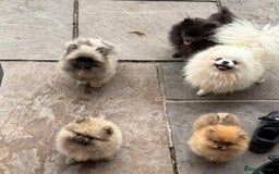 Pomeranian dogs for sale: Beautiful sable Boy Ready Now - Image 7