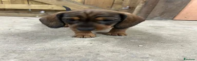 Dachshund 3