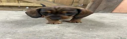 Dachshund dogs for sale: Beautiful wired haired dachshund for sale  - Advert 7