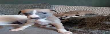 Whippet 7